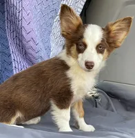 Scarlett, a female Pembroke Welsh Corgi and Miniature Australian Shepherd for sale in Morehead, KY – Photo 6 of 10
