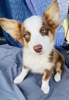 Scarlett, a female Pembroke Welsh Corgi and Miniature Australian Shepherd for sale in Morehead, KY – Photo 1 of 10