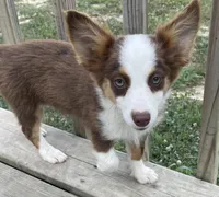 Scarlett, a female Pembroke Welsh Corgi and Miniature Australian Shepherd for sale in Morehead, KY – Photo 5 of 10