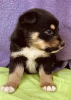 Baxter, a male Pembroke Welsh Corgi for sale in Morehead, KY – Photo 6 of 10