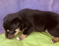 Baxter, a male Pembroke Welsh Corgi for sale in Morehead, KY – Photo 3 of 10