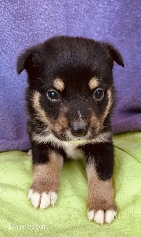 Baxter, a male Pembroke Welsh Corgi for sale in Morehead, KY – Photo 1 of 10