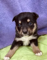 Baxter, a male Pembroke Welsh Corgi for sale in Morehead, KY – Photo 5 of 10