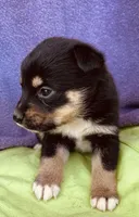 Baxter, a male Pembroke Welsh Corgi for sale in Morehead, KY – Photo 4 of 10