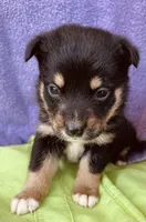 Baxter, a male Pembroke Welsh Corgi for sale in Morehead, KY – Photo 7 of 10