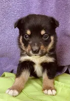 Baxter, a male Pembroke Welsh Corgi for sale in Morehead, KY – Photo 10 of 10