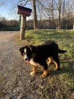 MARLEY, a male Miniature Australian Shepherd for sale in Morehead, KY – Photo 9 of 10