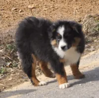 MARLEY, a male Miniature Australian Shepherd for sale in Morehead, KY – Photo 7 of 10