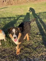 MARLEY, a male Miniature Australian Shepherd for sale in Morehead, KY – Photo 10 of 10