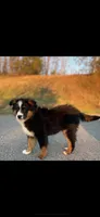 MARLEY, a male Miniature Australian Shepherd for sale in Morehead, KY – Photo 1 of 10