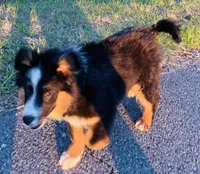 MARLEY, a male Miniature Australian Shepherd for sale in Morehead, KY – Photo 6 of 10