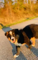 MARLEY, a male Miniature Australian Shepherd for sale in Morehead, KY – Photo 2 of 10
