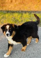 MARLEY, a male Miniature Australian Shepherd for sale in Morehead, KY – Photo 4 of 10