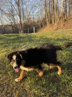 MARLEY, a male Miniature Australian Shepherd for sale in Morehead, KY – Photo 8 of 10