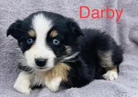Darby, a male Miniature Australian Shepherd for sale in Morehead, KY – Photo 4 of 7