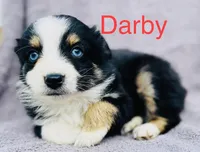 Darby, a male Miniature Australian Shepherd for sale in Morehead, KY – Photo 2 of 7