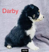 Darby, a male Miniature Australian Shepherd for sale in Morehead, KY – Photo 7 of 7