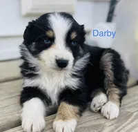 Darby, a male Miniature Australian Shepherd for sale in Morehead, KY – Photo 5 of 7