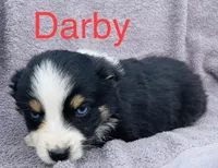 Darby, a male Miniature Australian Shepherd for sale in Morehead, KY – Photo 6 of 7