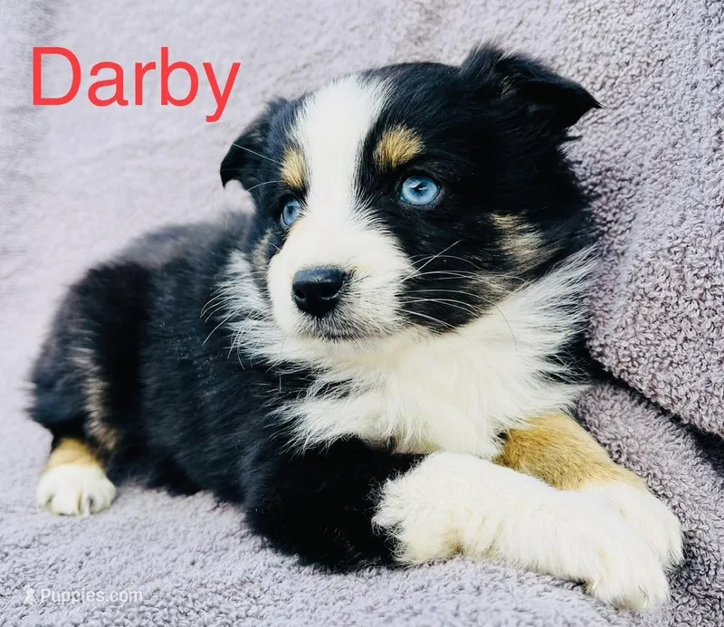 Darby, a male Miniature Australian Shepherd for sale in Morehead, KY – Photo 1 of 7