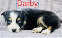 Darby, a male Miniature Australian Shepherd for sale in Morehead, KY – Photo 3 of 7