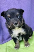 Harley, a male Pembroke Welsh Corgi for sale in Morehead, KY – Photo 2 of 10