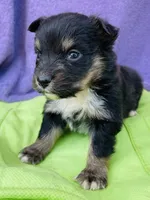 Harley, a male Pembroke Welsh Corgi for sale in Morehead, KY – Photo 8 of 10