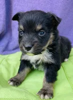 Harley, a male Pembroke Welsh Corgi for sale in Morehead, KY – Photo 4 of 10