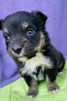 Harley, a male Pembroke Welsh Corgi for sale in Morehead, KY – Photo 9 of 10