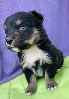 Harley, a male Pembroke Welsh Corgi for sale in Morehead, KY – Photo 10 of 10