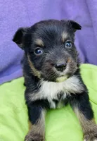 Harley, a male Pembroke Welsh Corgi for sale in Morehead, KY – Photo 6 of 10