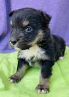 Harley, a male Pembroke Welsh Corgi for sale in Morehead, KY – Photo 3 of 10