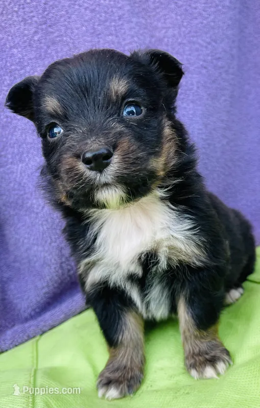 Harley, a male Pembroke Welsh Corgi for sale in Morehead, KY – Photo 1 of 10