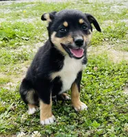 Jinx, a male Pembroke Welsh Corgi and Miniature Australian Shepherd for sale in Morehead, KY – Photo 3 of 10