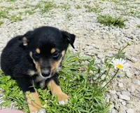 Jinx, a male Pembroke Welsh Corgi and Miniature Australian Shepherd for sale in Morehead, KY – Photo 7 of 10