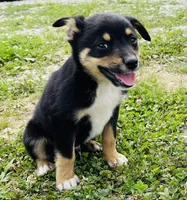 Jinx, a male Pembroke Welsh Corgi and Miniature Australian Shepherd for sale in Morehead, KY – Photo 2 of 10