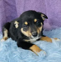 Jinx, a male Pembroke Welsh Corgi and Miniature Australian Shepherd for sale in Morehead, KY – Photo 6 of 10