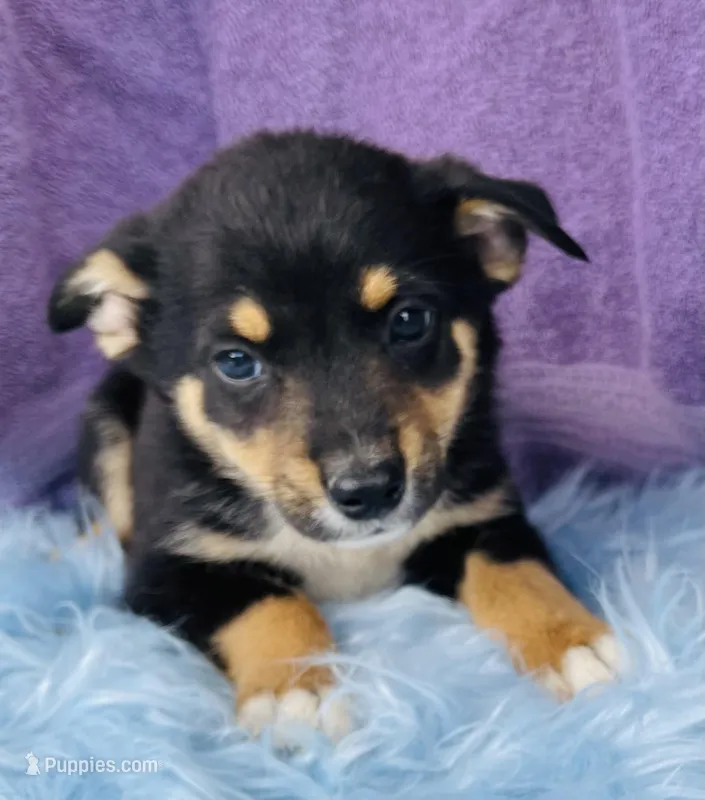 Jinx, a male Pembroke Welsh Corgi and Miniature Australian Shepherd for sale in Morehead, KY – Photo 1 of 10