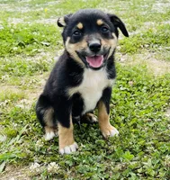 Jinx, a male Pembroke Welsh Corgi and Miniature Australian Shepherd for sale in Morehead, KY – Photo 9 of 10