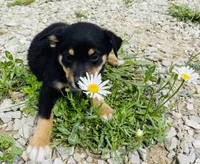 Jinx, a male Pembroke Welsh Corgi and Miniature Australian Shepherd for sale in Morehead, KY – Photo 5 of 10