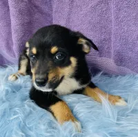 Jinx, a male Pembroke Welsh Corgi and Miniature Australian Shepherd for sale in Morehead, KY – Photo 10 of 10
