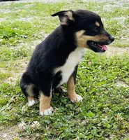 Jinx, a male Pembroke Welsh Corgi and Miniature Australian Shepherd for sale in Morehead, KY – Photo 4 of 10