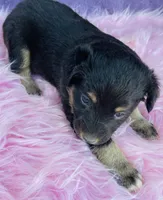 Jazzy, a female Miniature Australian Shepherd for sale in Morehead, KY – Photo 4 of 9