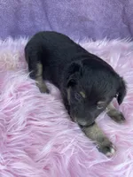 Jazzy, a female Miniature Australian Shepherd for sale in Morehead, KY – Photo 9 of 9