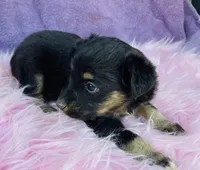 Jazzy, a female Miniature Australian Shepherd for sale in Morehead, KY – Photo 3 of 9