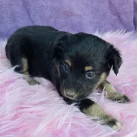 Jazzy, a female Miniature Australian Shepherd for sale in Morehead, KY – Photo 6 of 9