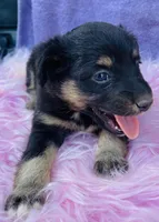 Jazzy, a female Miniature Australian Shepherd for sale in Morehead, KY – Photo 8 of 9