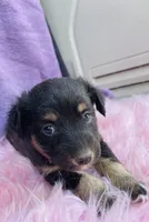Jazzy, a female Miniature Australian Shepherd for sale in Morehead, KY – Photo 7 of 9