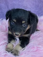 Jazzy, a female Miniature Australian Shepherd for sale in Morehead, KY – Photo 1 of 9