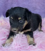 Jazzy, a female Miniature Australian Shepherd for sale in Morehead, KY – Photo 2 of 9